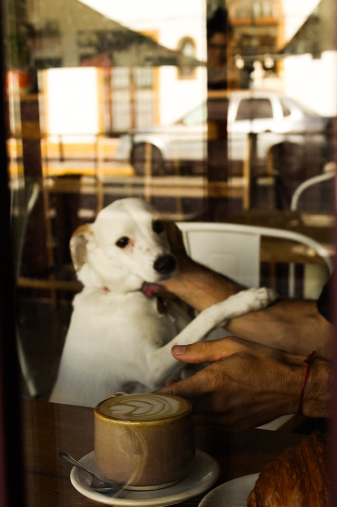 Perrita mirando por la ventana del café